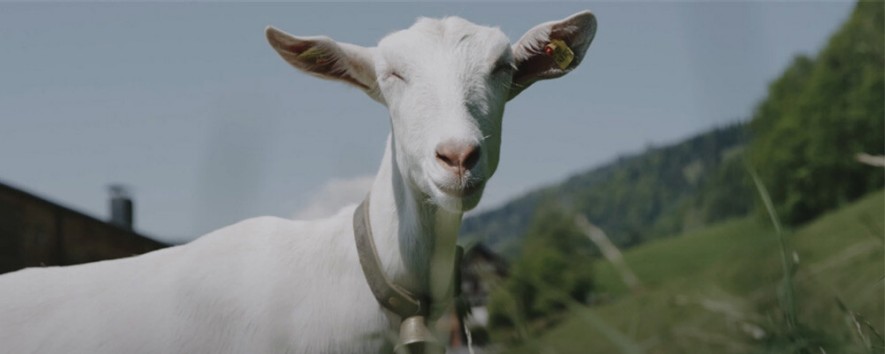 Von dahoam das Beste Metzler