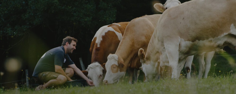 Franz Bertl vom INTERSPAR-Lieferanten Wilhemsburger Hoflieferanten füttert drei Kühe