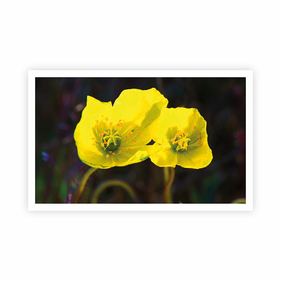 Stickermania 33 Arktischer Mohn 2026 1 Stk.