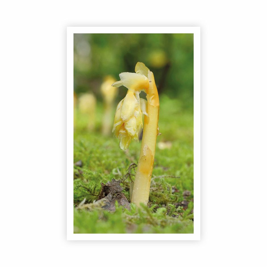 Stickermania 24 Fichtenspargel 2026 1 Stk.
