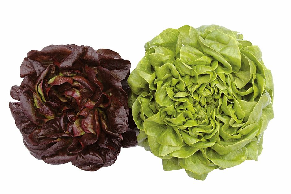 SPAR Kopfsalat rot 1 STK