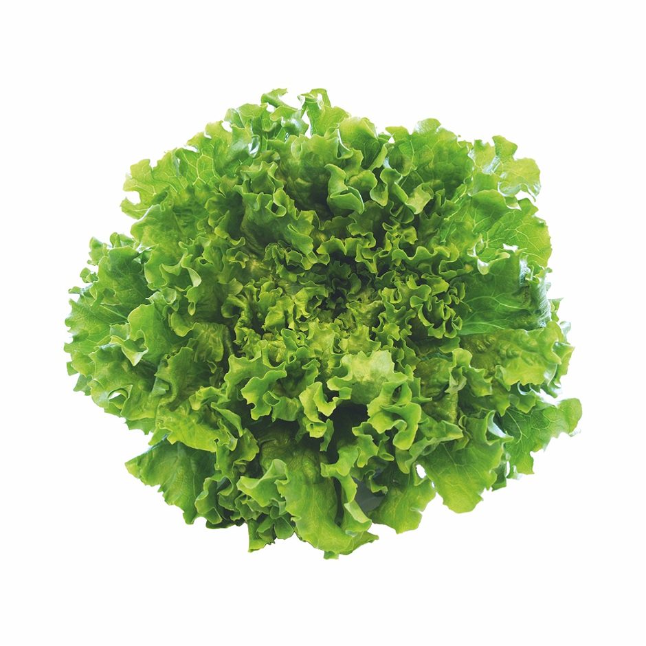 SPAR Natur*pur Bio-Salat Gentilina 1 STK