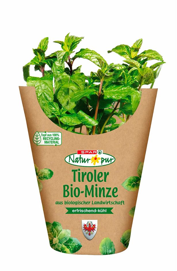 SPAR Natur*pur Bio-Minze im Topf