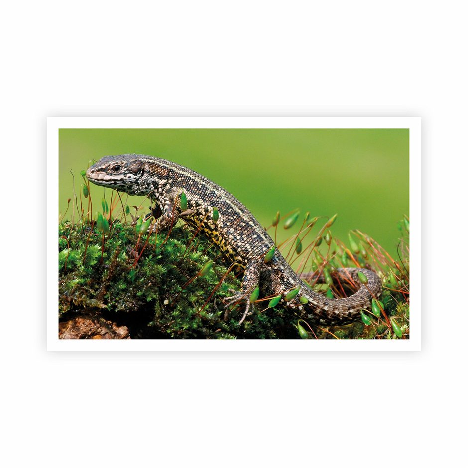 Stickermania 38 Waldeidechse 2026 1 Stk.