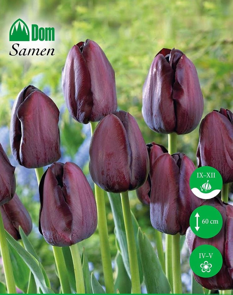 DOM Blumenzwiebeln Tulpen