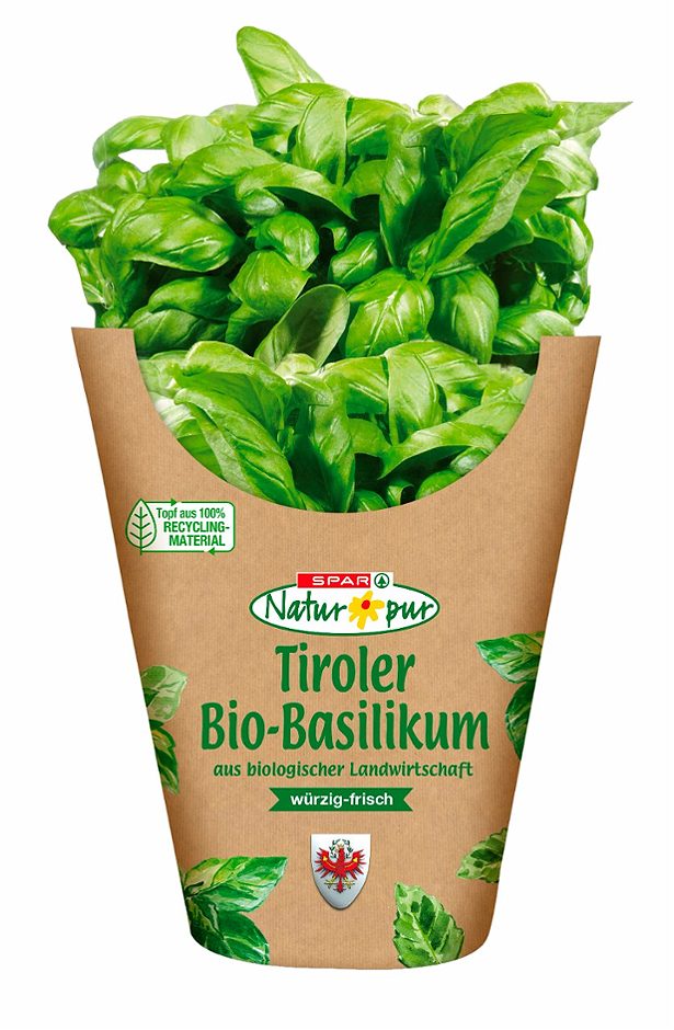 SPAR Natur*pur Bio-Basilikum im Topf