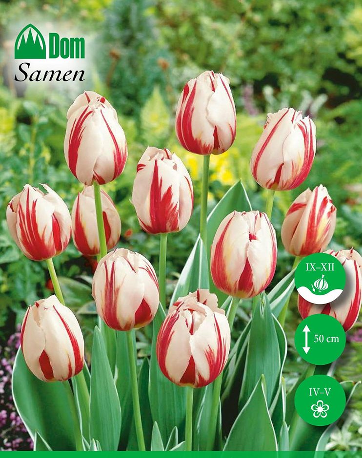 DOM Blumenzwiebeln Tulpen