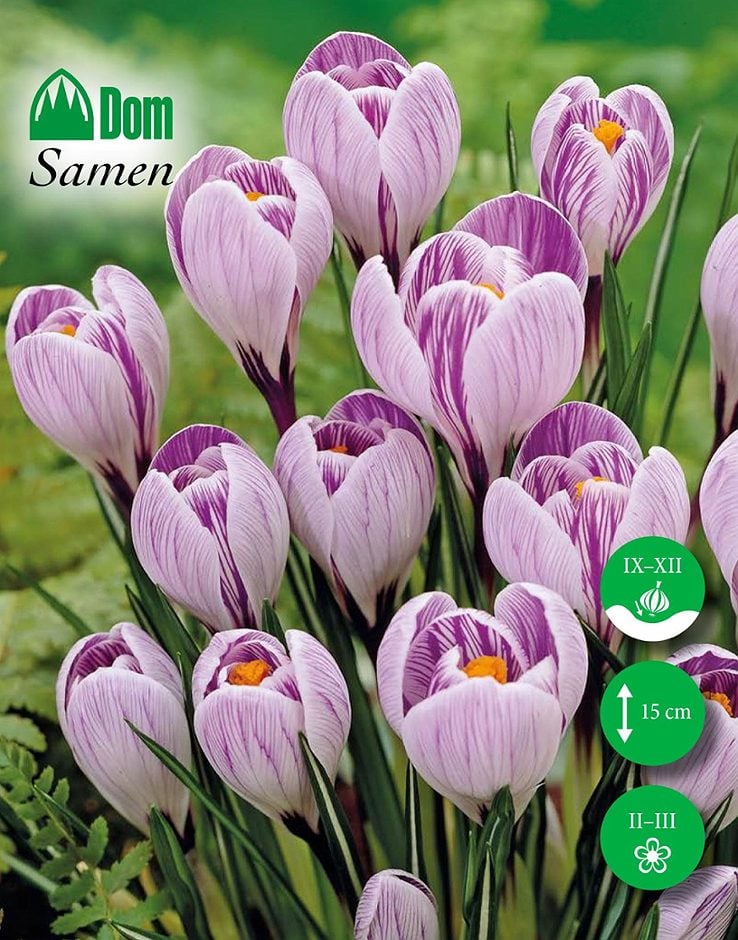 DOM Blumenzwiebel Krokus