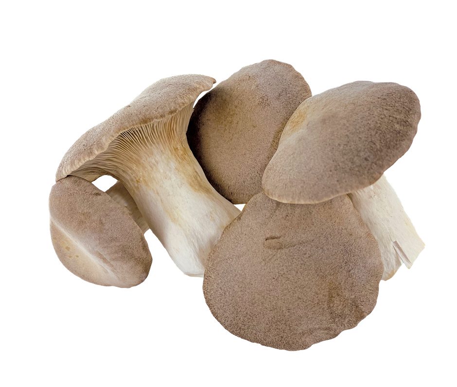 SPAR Vital Bio-Kräuterseitlinge per kg 1 KG