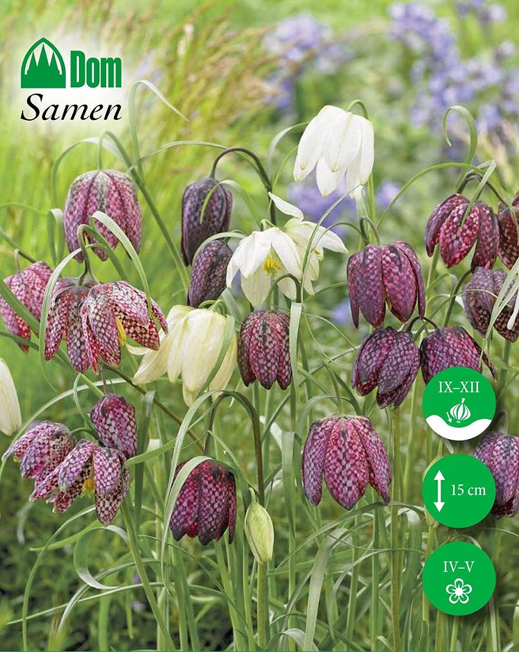 DOM Blumenzwiebeln Fritillaria