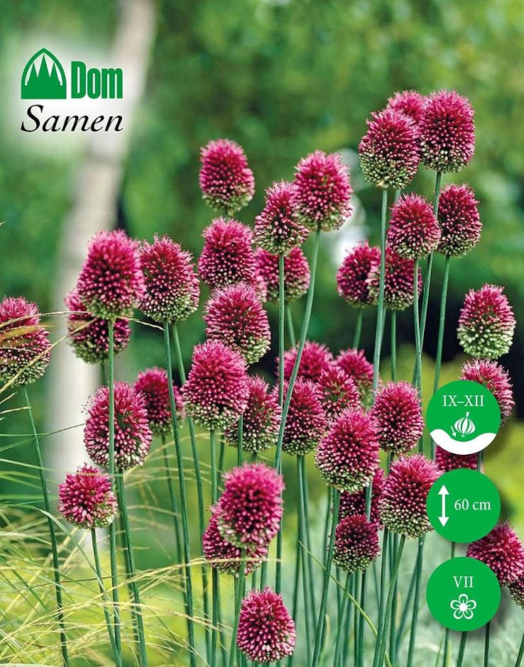 DOM Blumenzwiebeln Allium