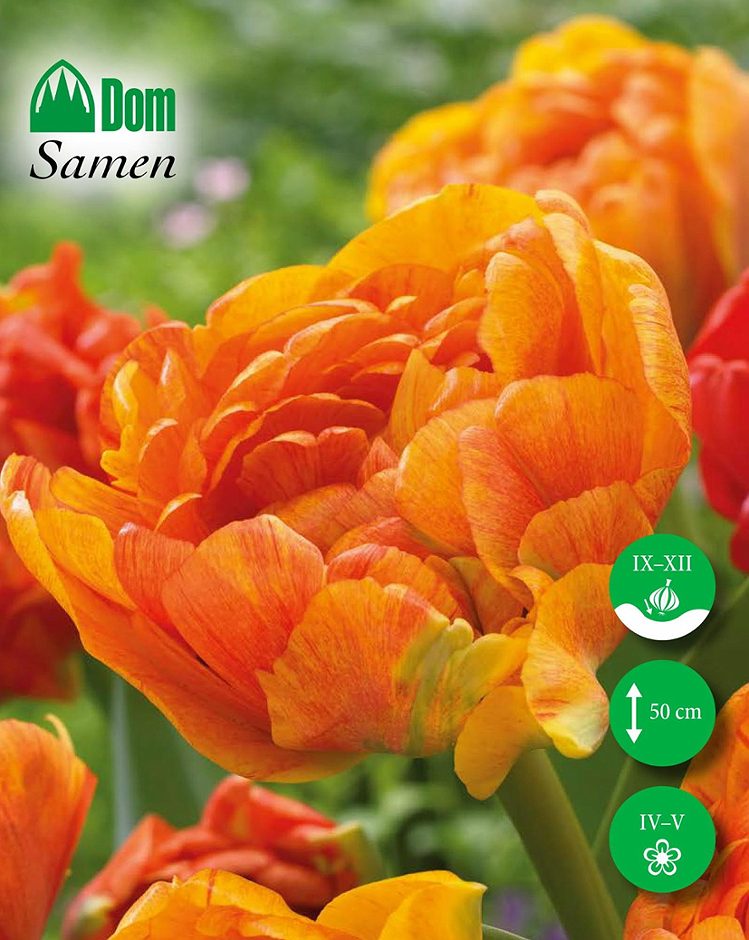 DOM Blumenzwiebel Tulpen