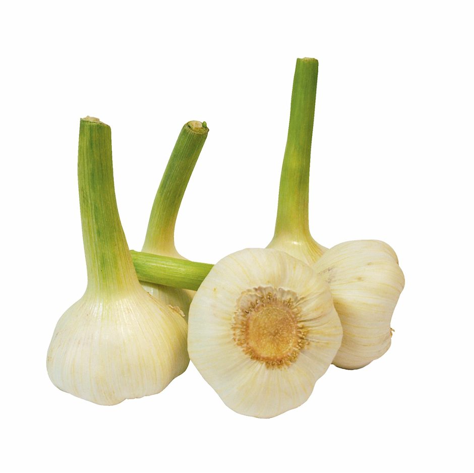 Knoblauch frisch  1 STK