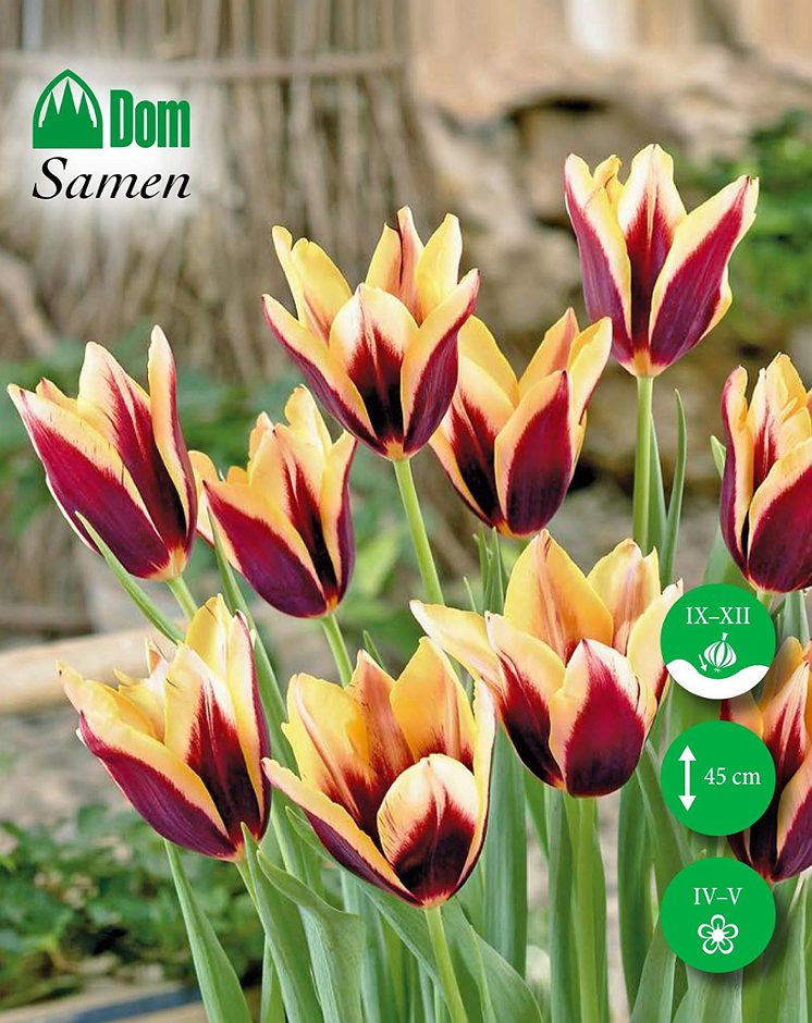 DOM Blumenzwiebel Tulpen