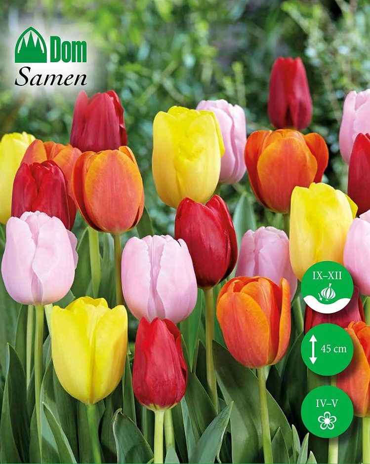 DOM Blumenzwiebeln Tulpe