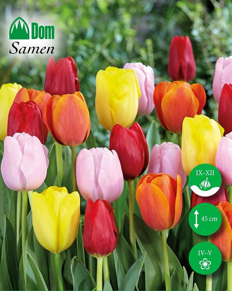 DOM Blumenzwiebeln Tulpe