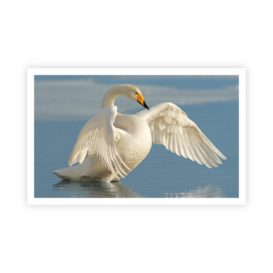 Stickermania 31 Singschwan 2026 1 Stk.
