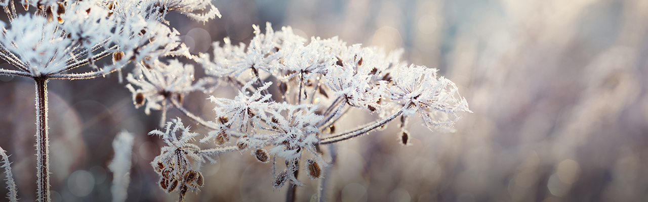 Header_GartenarbeitenFebruar.jpg