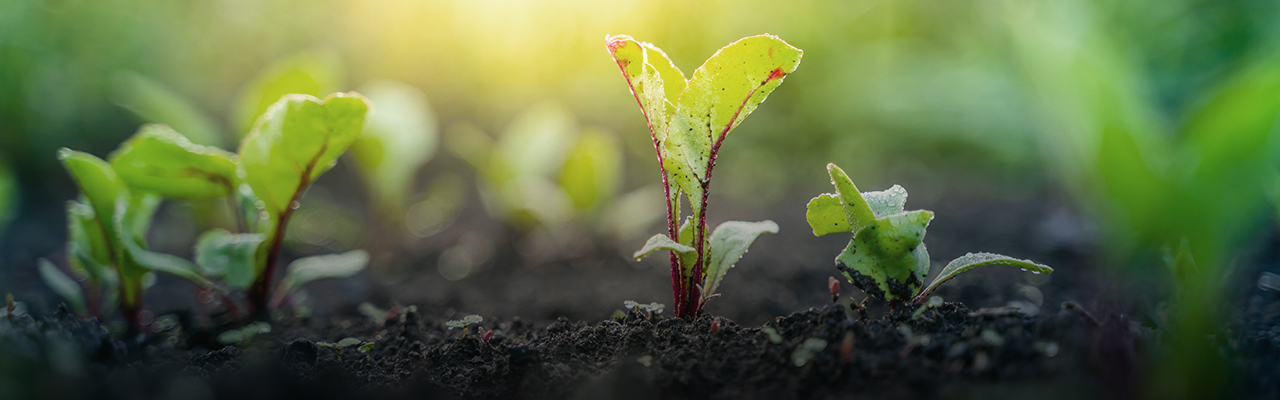 Headerbanner_FAQ_Garten.jpg
