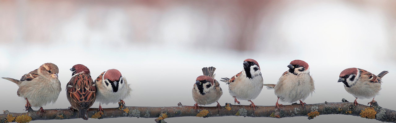 Header_GartenarbeitenJaenner.jpg