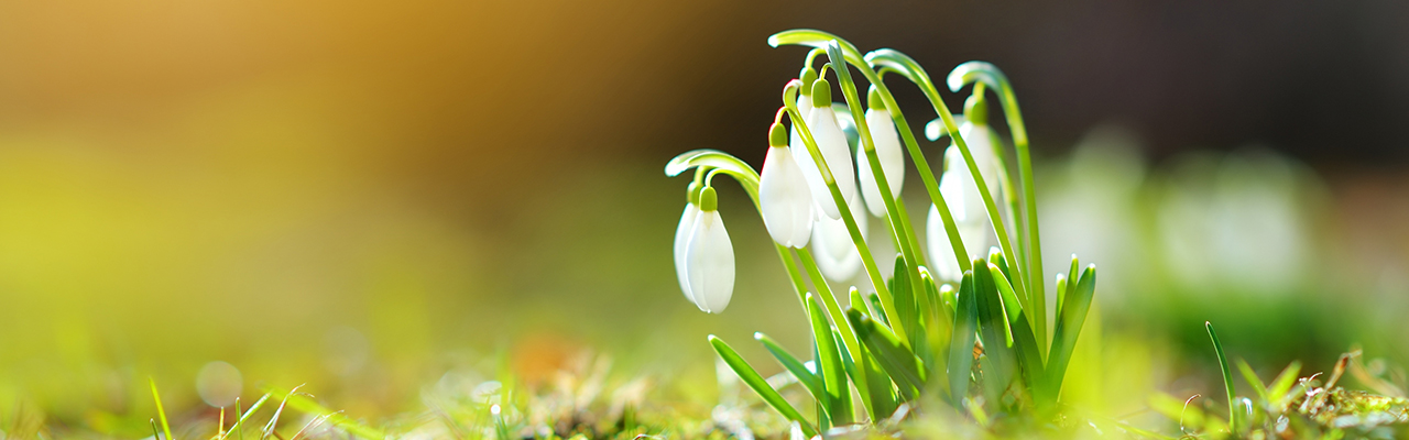 Header_GartenarbeitenMaerz.jpg