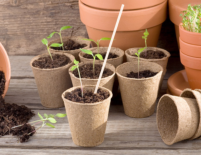 mein garten zuhause richtig anpflanzen interspar onlineshop haushalt freizeit