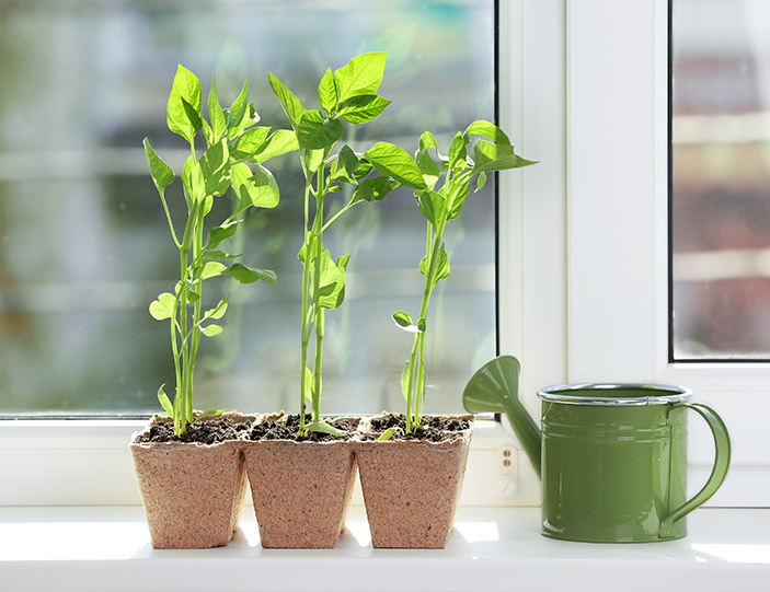 mein garten zuhause richtig anpflanzen interspar onlineshop haushalt freizeit