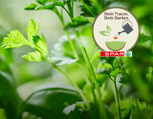 SPAR-Contentsetie-Teaser.jpg