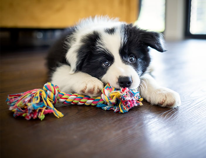 Hundespielzeug_703x541px.jpg