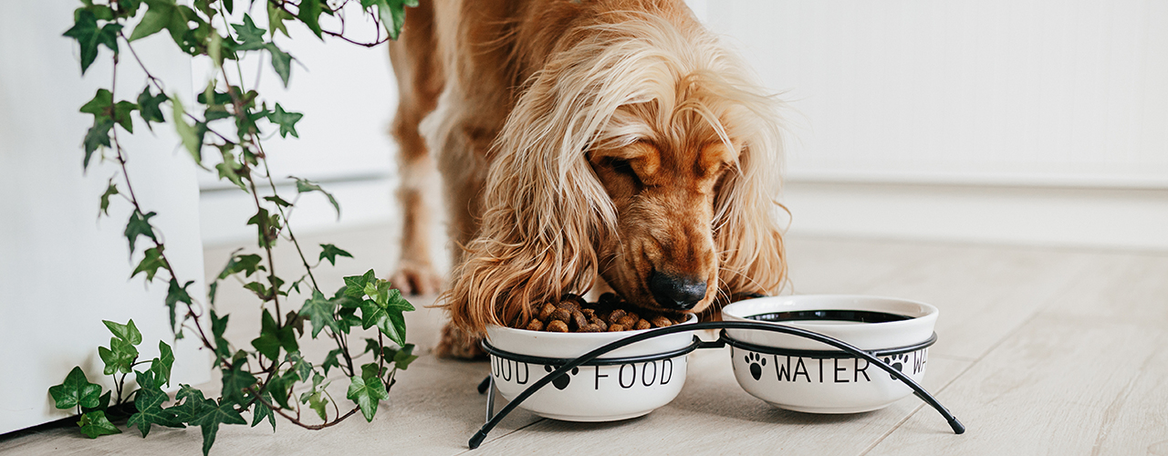 Getreidefreies_Hundefutte_1280x500px.jpg