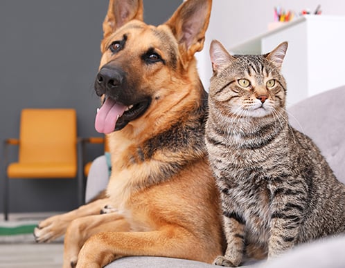 Allergien bei Hund & Katz’