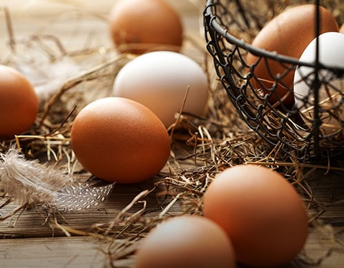 Eier: Tipps zu Lagerung & Haltbarkeit