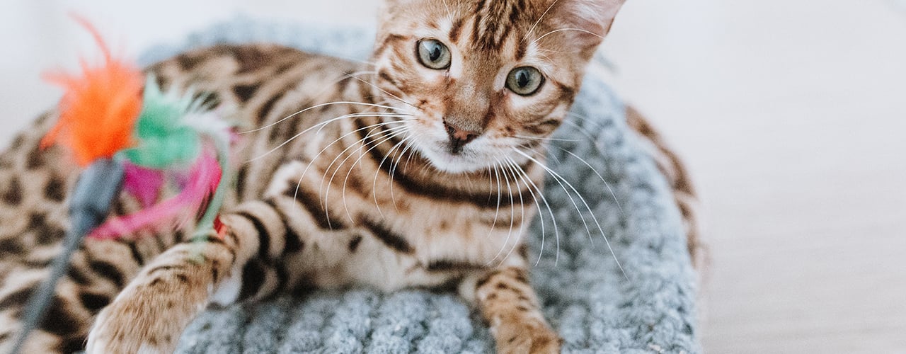 Katzenspielzeug_1280x500px.jpg