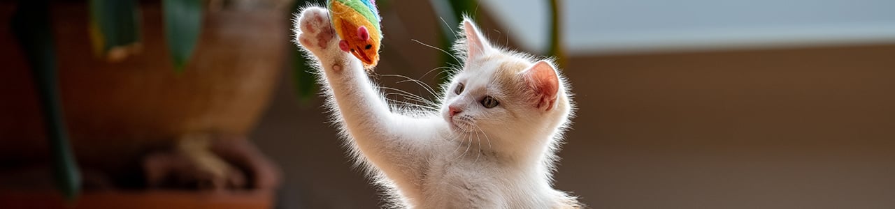 Spielzeug-für-Katzen_1280x300px.jpg