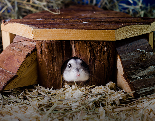 Die richtige Einstreu für Nagetiere: Heu oder Stroh?