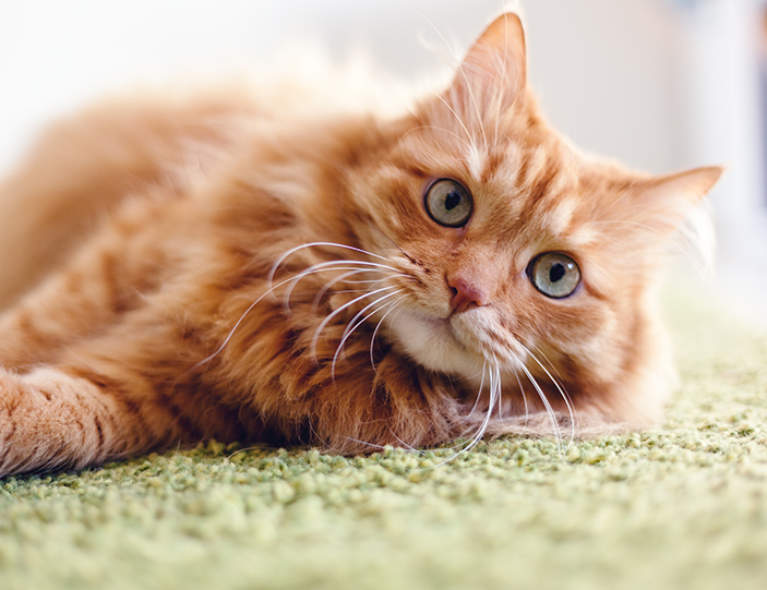 Katzen_Diabetes_703x541px.jpg