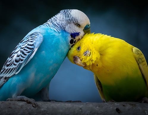 Wie erkennt man gutes Vogelfutter?