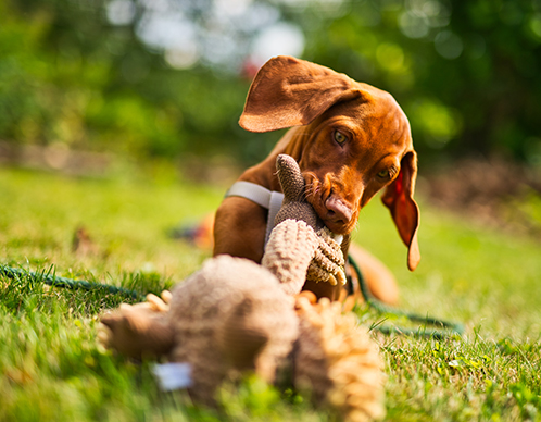 Hundespielzeuge für drinnen & draußen