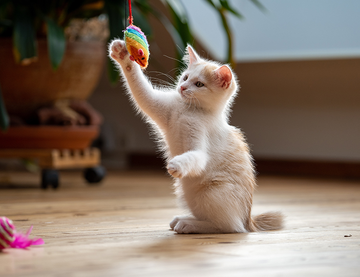 Spielzeug-für-Katzen_703x541px.jpg