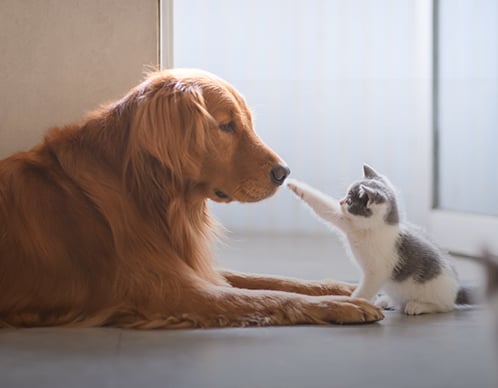 Trocken- oder Nassfutter für Hunde und Katzen?