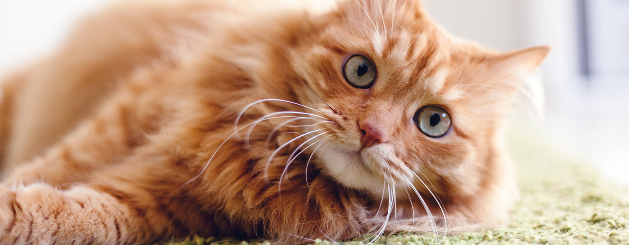 Katzen_Diabetes_1280x500px.jpg