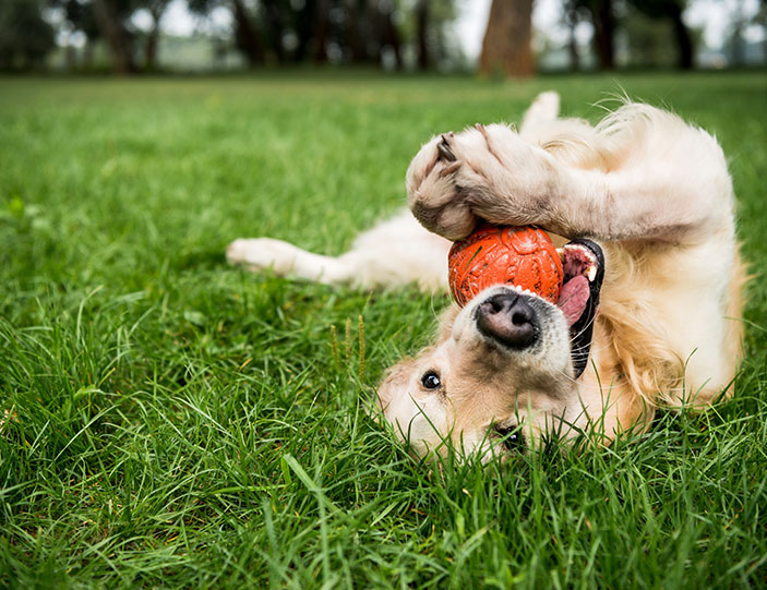 Hundefutter_Header_703x541px.jpg