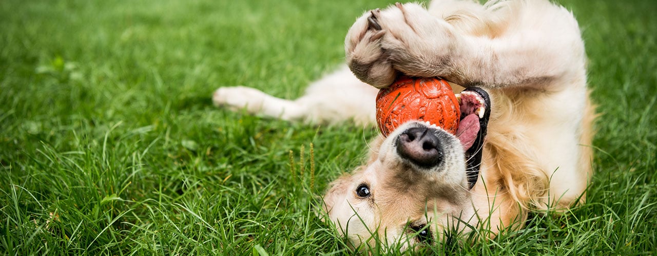 _Hundefutter_Header_1280x500px.jpg