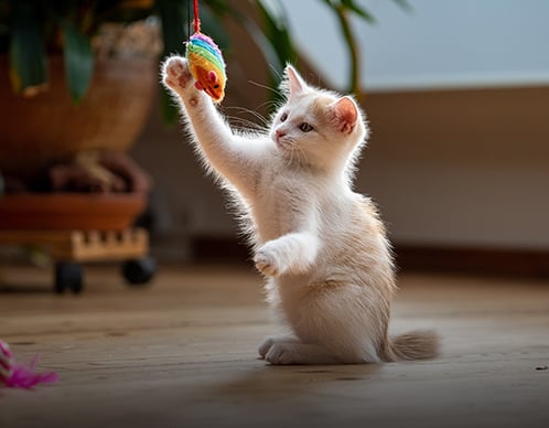 Das richtige Katzenspielzeug finden