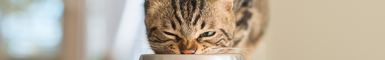 Katzenfutter_Banner_Desktop.jpg