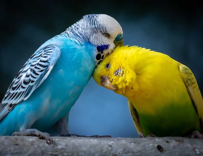 Vogelfutter_Banner_Mobile.jpg