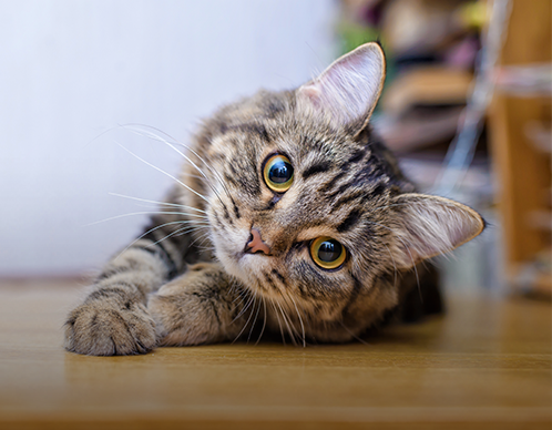 Die richtige Ernährung für Katzen mit Diabetes