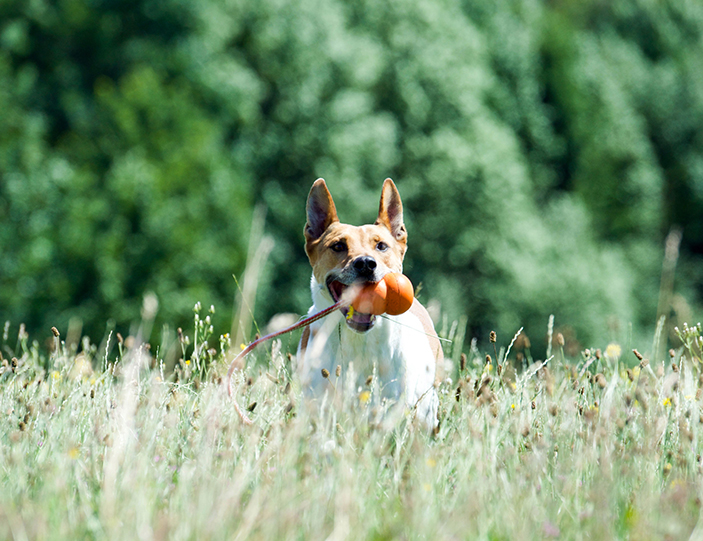 Spielzeug-fuer-Hunde_703x541px.jpg