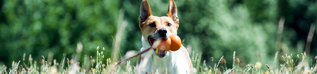 Spielzeug-fuer-Hunde_1280x300px.jpg
