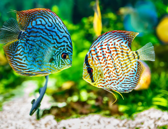 Fische_Banner_Mobile.jpg